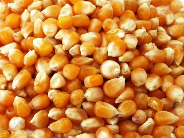 Yellow Corn And Maize